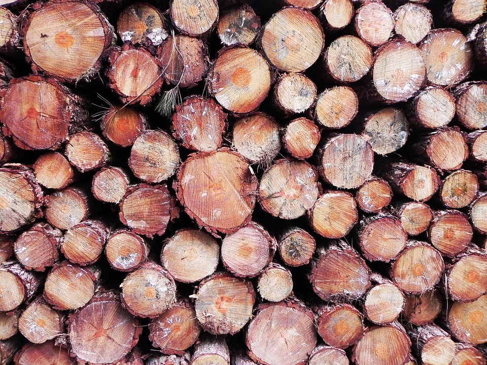 Forest tree trunk structure