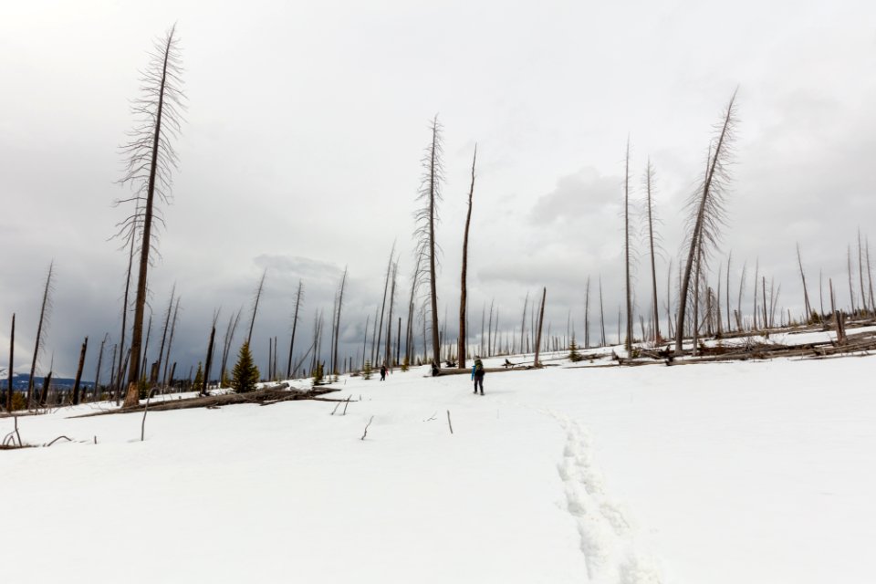 Spring showshoeing the Buffalo Plateau Trail