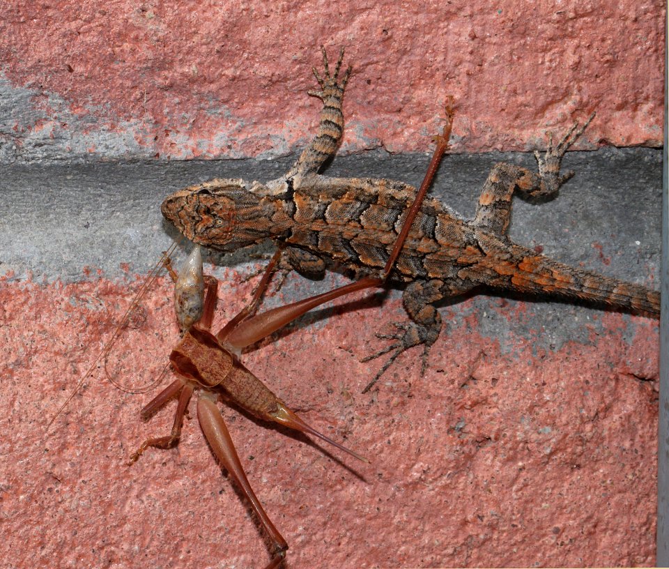 LIZARD, ORNATE TREE LIZARD, ORNATE TREE (Uta stansburiana) (7-17-10) yard, patagonia, az -03