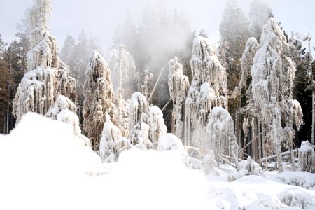 Trees downwind of Steamboat Geyser covered in ice photo