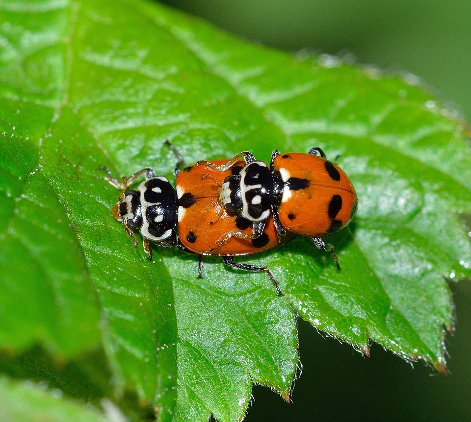 Ladybug hippodamia variegata