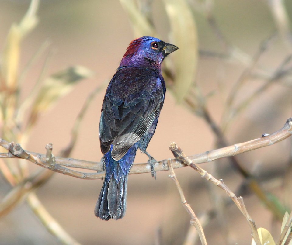 BUNTING, VARIED (6-7-11) 78 circulo montana, patagonia lake ranch estates, scc, az -01b