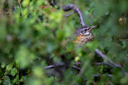 Juvenile American robin, Mammoth Hot Springs photo