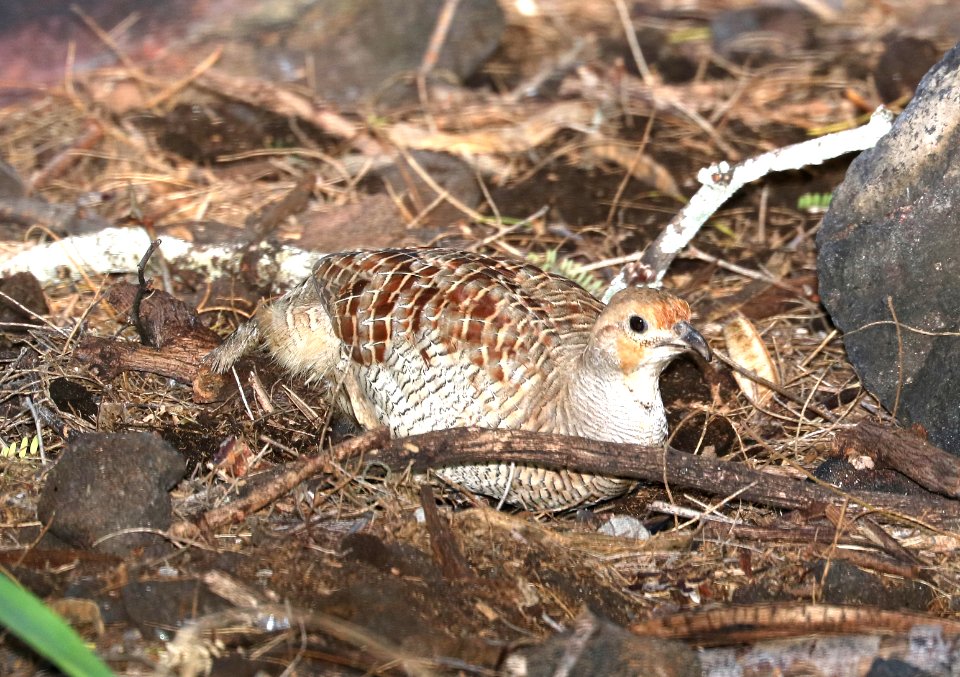 GRAY FRANCOLIN (9-14-2017) kaloko-honokohau national historic park, kona coast, hawai'i co, hawaii -01
