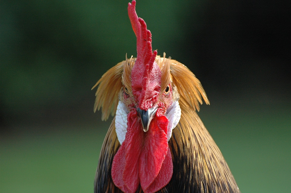 Animals fier animal