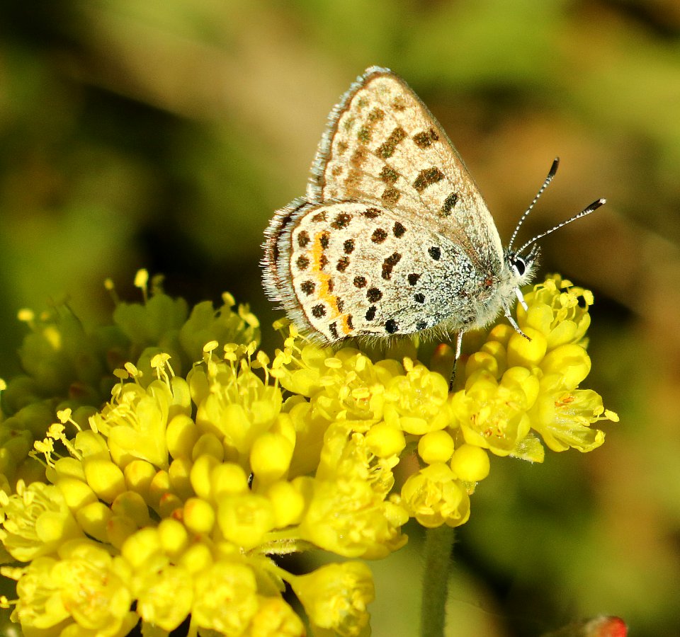 BLUE, DOTTED (Euphilotes enoptes ancilla group) (7-13-2019) six mile campground, 8000 ft, medicine bow nat forest, carbon co, wy (6)