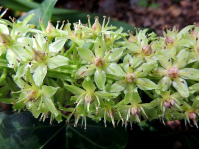 Eucomis bicolor Baker. Asparagaceae.