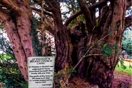 This Yew Tree is 900 years old. Maybe older. A yew tree in Wales is over 5000 years old!
