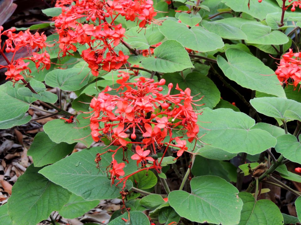 Clerodendrum buchananii (Roxb.) Walp. Lamiaceae.