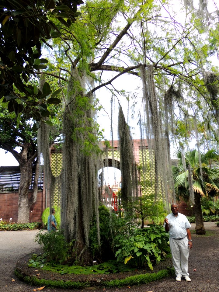 Tillandsia usneoides (L.) L. Bromeliaceae. "Paste de cerro, Spanish moss." Las plantas que cuelgan.