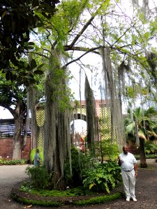 Tillandsia usneoides (L.) L. Bromeliaceae. "Paste de cerro, Spanish moss." Las plantas que cuelgan.