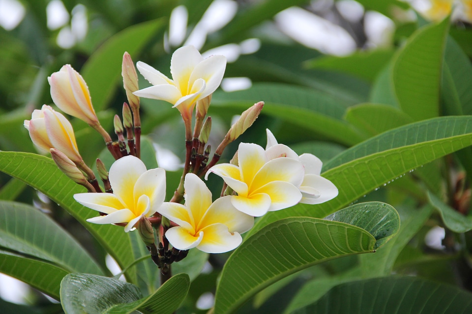 Bloom flower nature