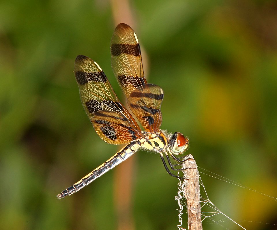HALLOWEEN PENNANT (Celithemis eponina) (5-8-14) marathon key, monroe co, fl -01