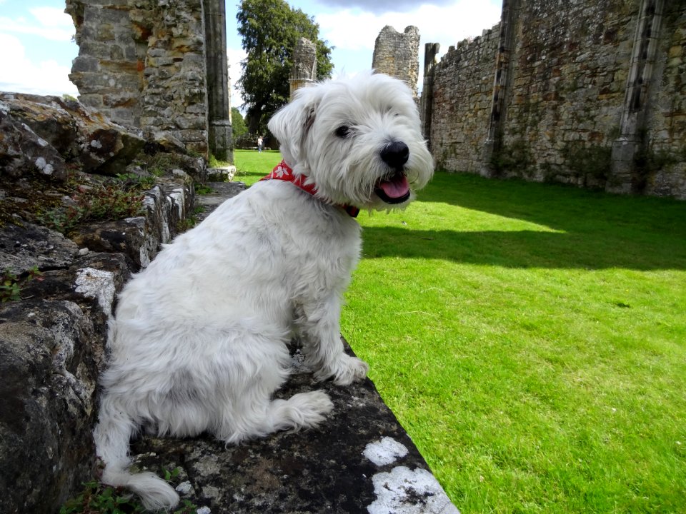 THE DOG & THE ABBEY