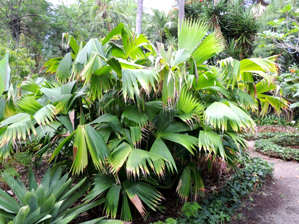 Carludovica palmata Ruiz & Pav. Cyclanthaceae. "Jipijapa, junco, Panama hat palm."