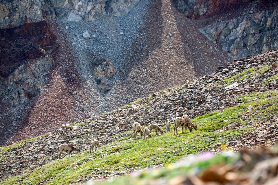 Bighorn sheep on the slopes of Electric Peak