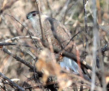 HAWK, COOPER'S (4-8-12) patagonia-sonoita creek preserve, patagonia, scc, az -01