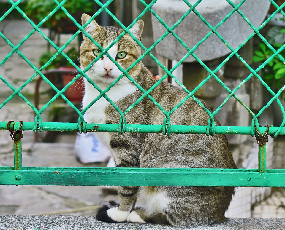 Animal cute domestic