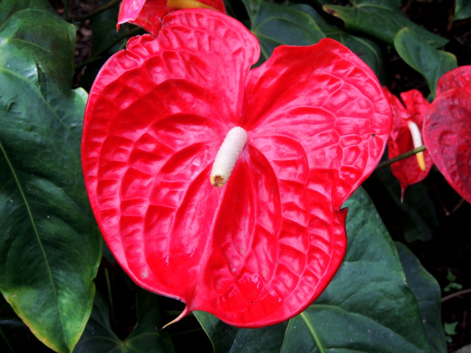 Anthurium andraeanum Linden. "Corazón chino, lengua del diablo".