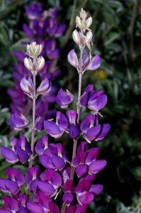 LUPINE, SILVER (lupinus albifrons) (4-19-09) cerro alto rd -03