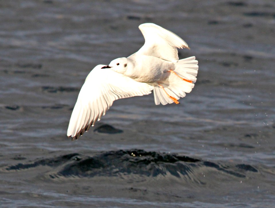 GULL, BONAPARTE'S (12-17-11) patagonia lake, scc, az -06 cbc