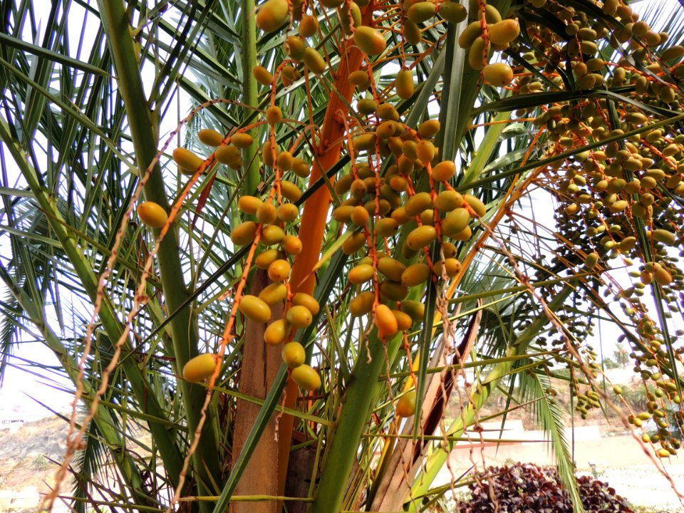 Phoenix canariensis Wildpret. Arecaceae o Palmae.