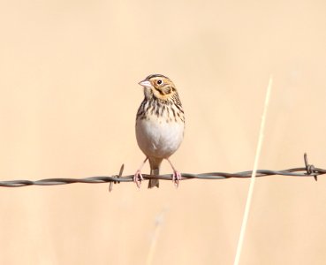 SPARROW, BAIRD'S (11-15-12) san rafael grasslands, scc,az -01