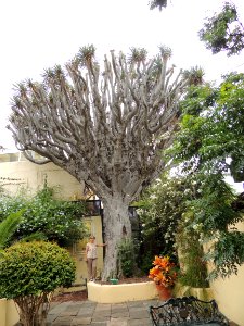 Dracaena draco (L.) L. Asparagaceae.