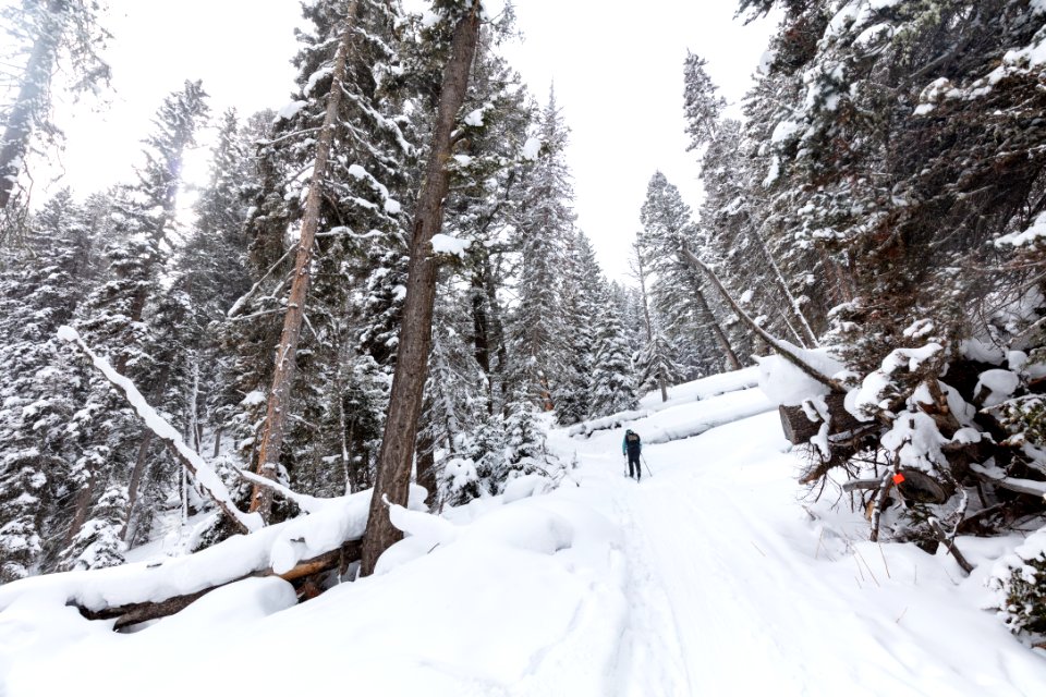 Views along the Snow Pass Ski Trail (2)