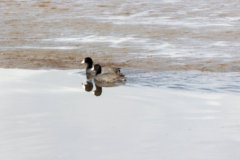 American coots (Anas cyanoptera) on the Yellowstone River