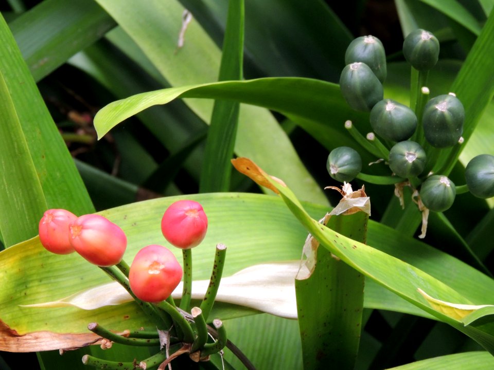 Clivia miniata Regel. Amaryllidaceae.