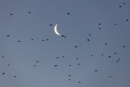 Cliff swallows hunting for insects before sunrise photo