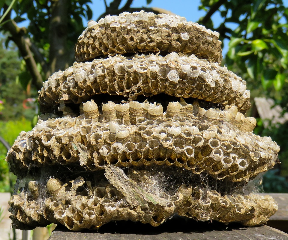 The hive combs nature