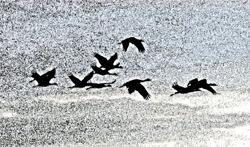 WHITEWATER DRAW WILDLIFE AREA (11-6-2020) early morning, cochise co, az -01 PHOTOSHOP WATERCOLOR