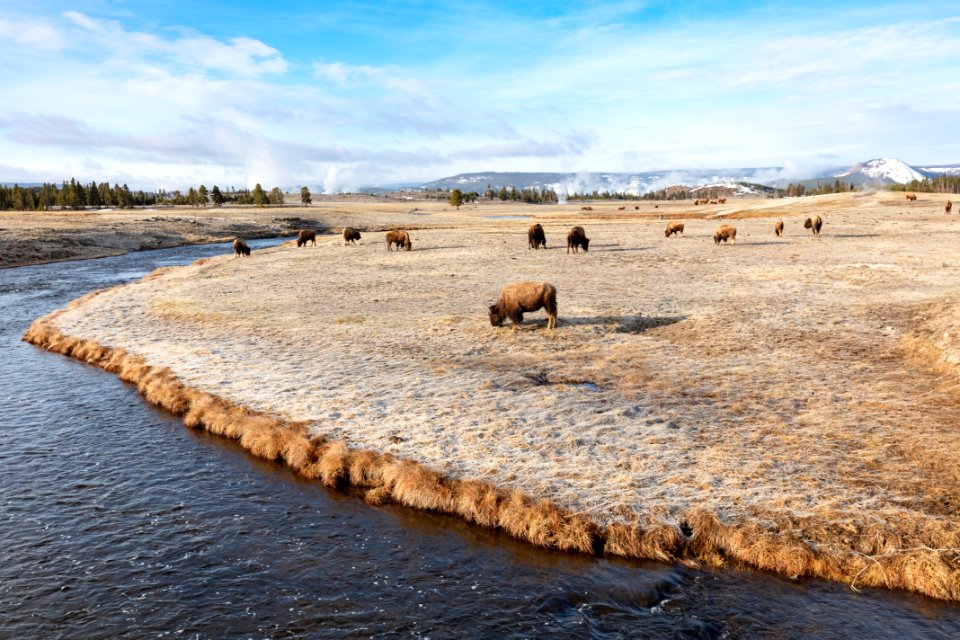 Bison graze along the Firehole River near Midway Geyser Basin