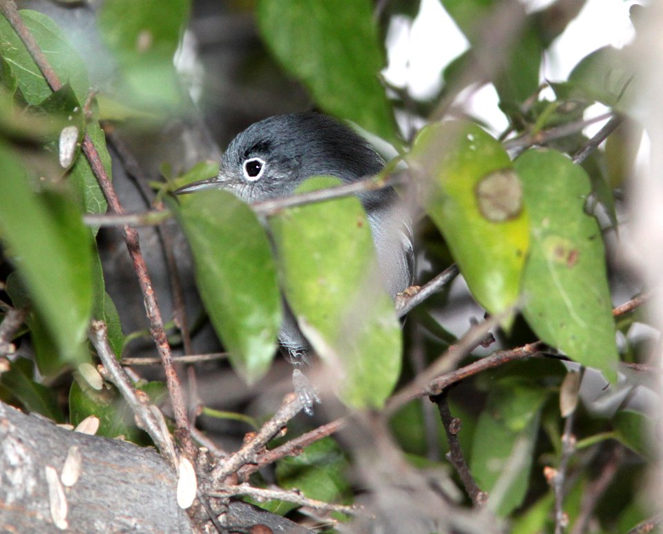 GNATCATCHER, BLACK-CAPPED (11-12-11) patagonia lake, scc, az -08