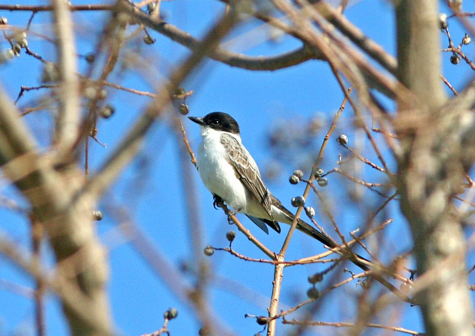 FLYCATCHER, FORK-TAILED (2-23-08) ironton,la -1