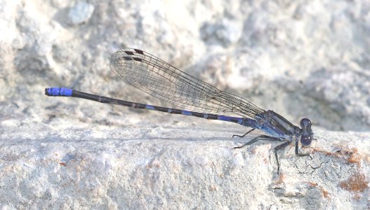 DANCER, KIOWA (Argia immunda) (10-22-2020) san marcos river, caldwell co, tx-02 male