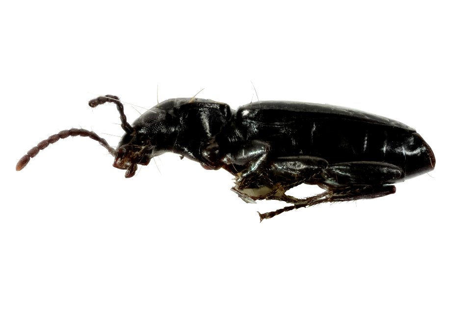 Bembidran sp. (side view)