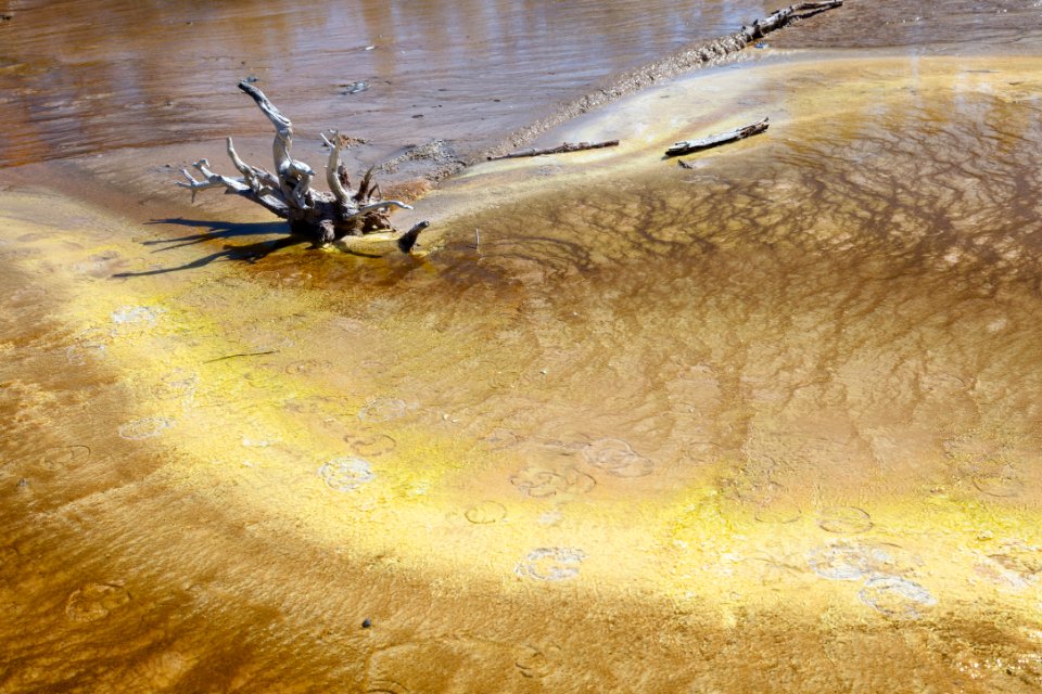 Bison tracks in the bacterial mats at Silex Spring
