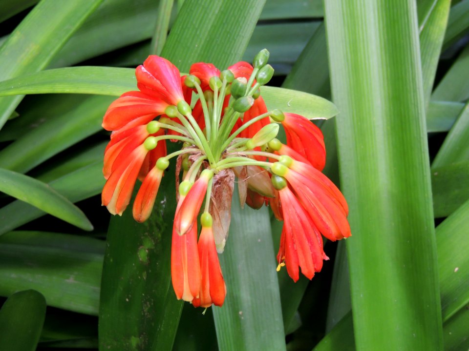 Clivia miniata Regel. Amaryllidaceae. "Kaffir lily."