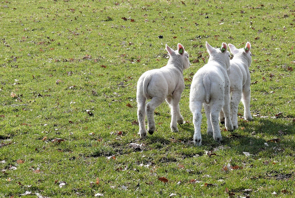 Nature outdoor life pasture