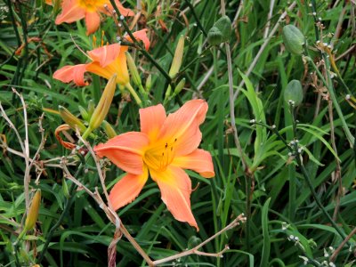 Hemerocallis fulva (L.) L. Xanthorrhoeaceae.