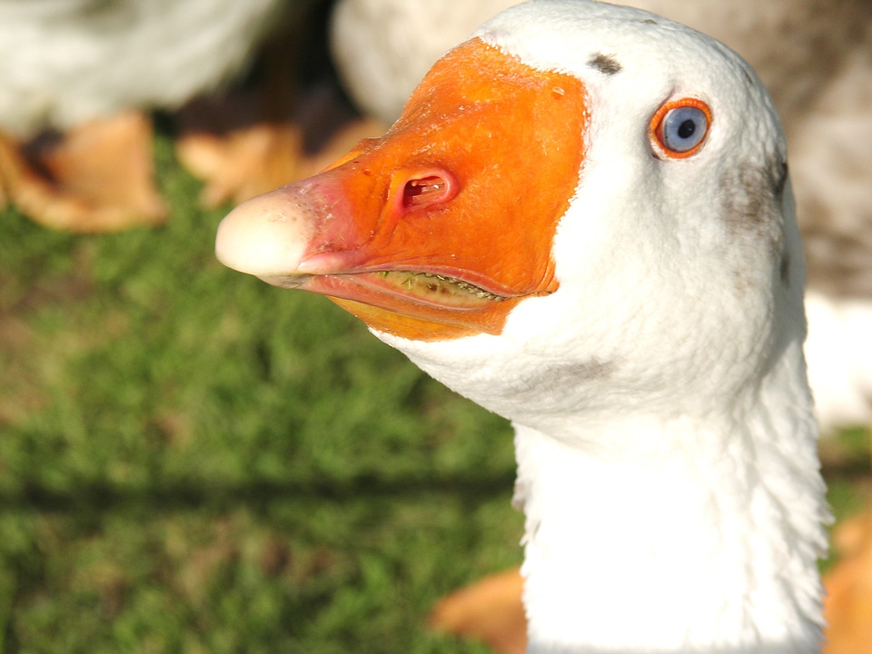 Animal poultry bill