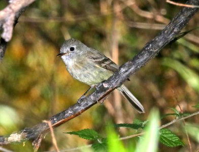 580 - DUSKY FLYCATCHER (3-22-2017) patagonia lake, santa cruz co, az -01 bird 2