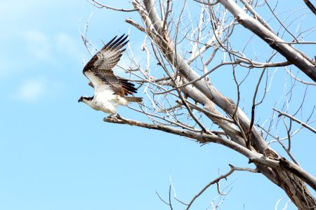 An osprey takes flight from a tree along the Yellowstone River
