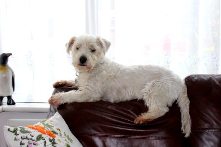 I know that I’m not supposed to be sitting on top of the sofa! But I’m comfortable and I’m looking out for the postman!