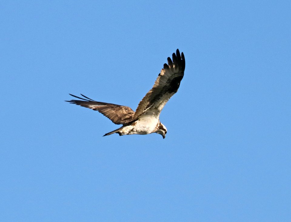 205 - OSPREY (2-11-2017) patagonia lake, santa cruz co, az -02