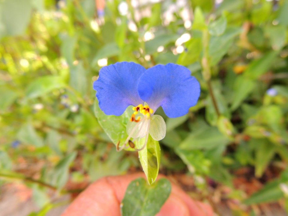 Commelina communis L. var. ludens (Miq.) C. B. Clarke (Commelinaceae). "Asiatic dayflower."