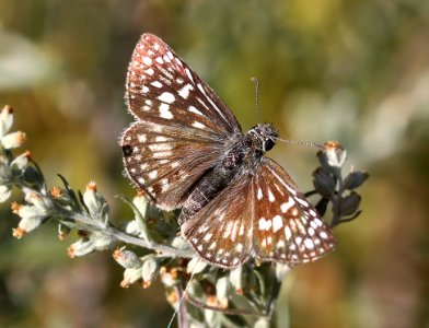 CHECKERED-SKIPPER, DESERT?? (Pyrgus philetas) (9-24-12) ca gulch, pajarito mts, scc, az -01